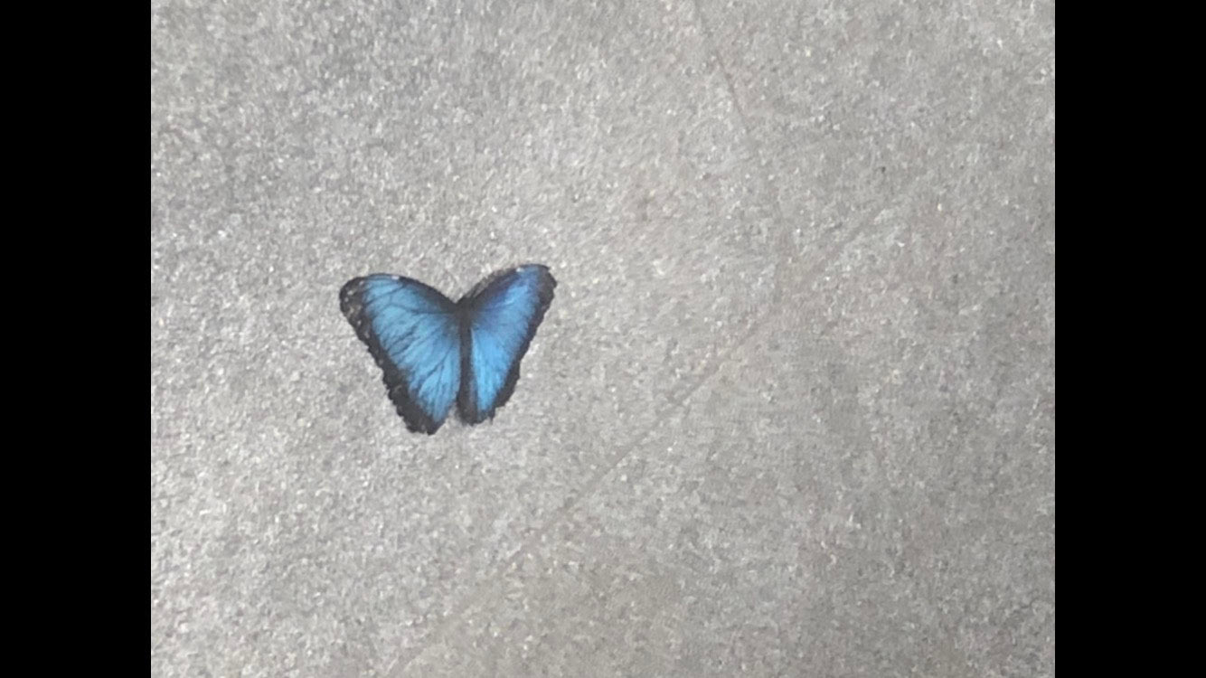 Butterfly Wings and Pretty things