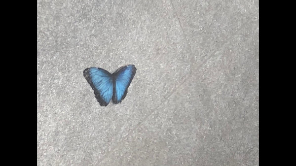 Butterfly Wings and Pretty things